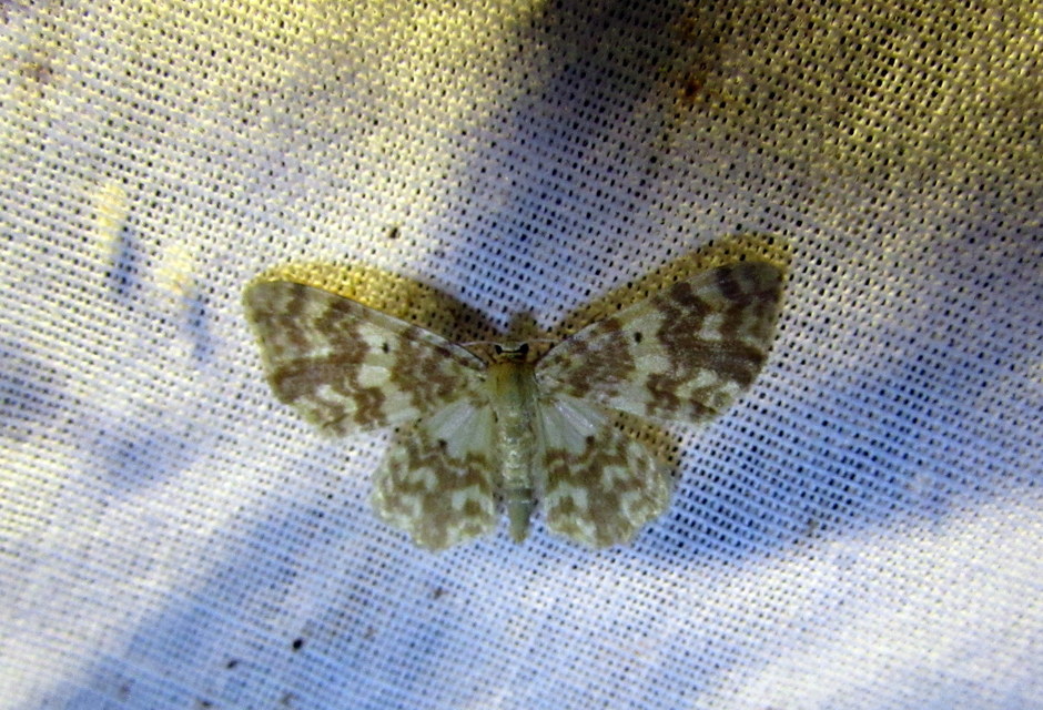 Hydrelia flammeolaria - narancssárga araszoló