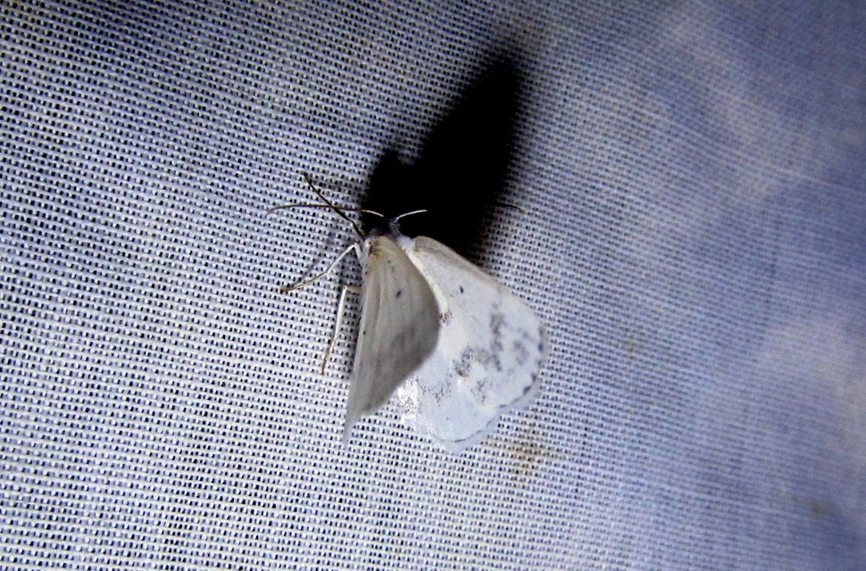 Lomographa temerata - foltos fehéraraszoló
