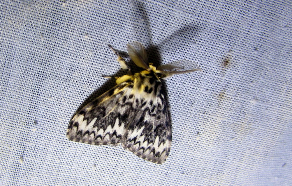 Lymantria monacha - apácalepke