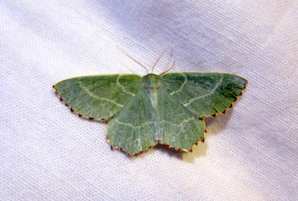 Thalera fimbrialis - csipkésszélű zöldaraszoló