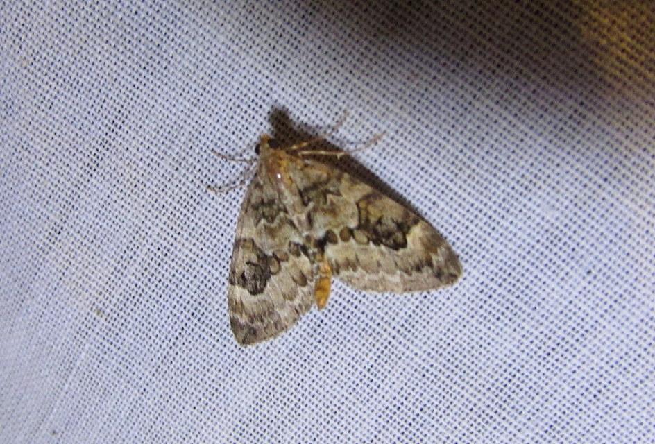 Thera variata/britannica