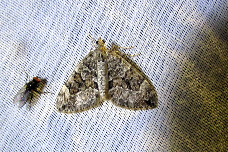 Thera variata/britannica