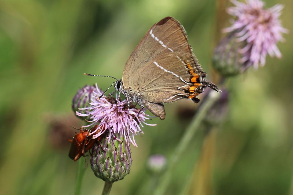 Satyrium w-album - szilfa-csücsköslepke