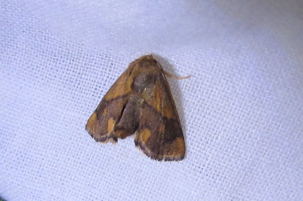 Apoda limacodes - kagylólepke