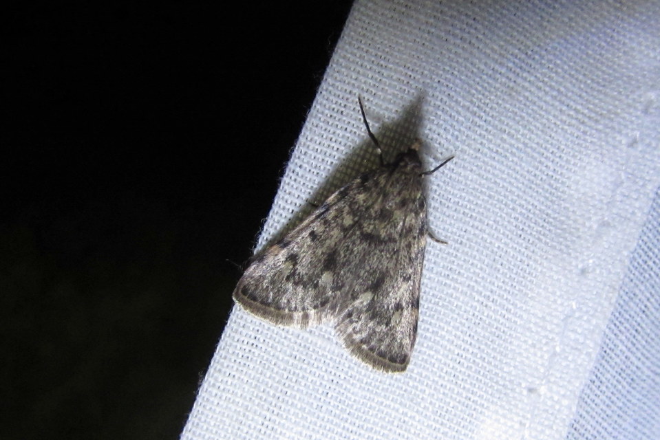 Aglossa pinguinalis - zsiradékmoly