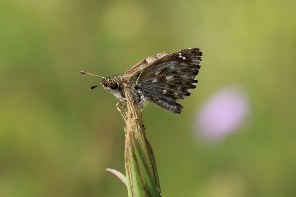 Carcharodus floccifera - pemetefű-busalepke