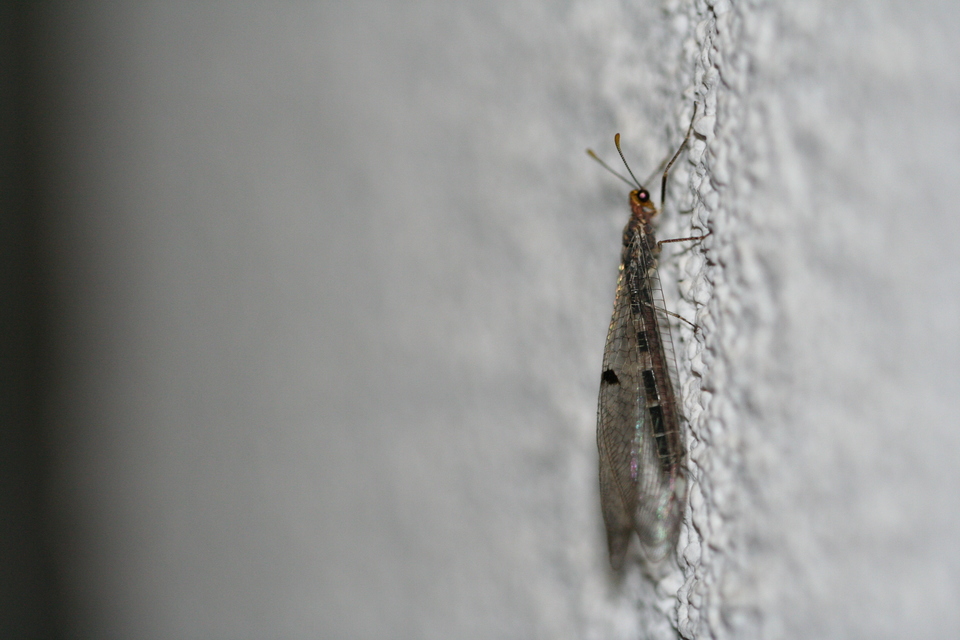 Megistopus flavicornis - kétfoltos hangyaleső