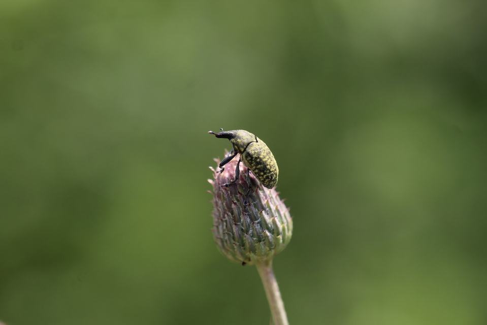 Larinus turbinatus - kúposorrú púderbarkó