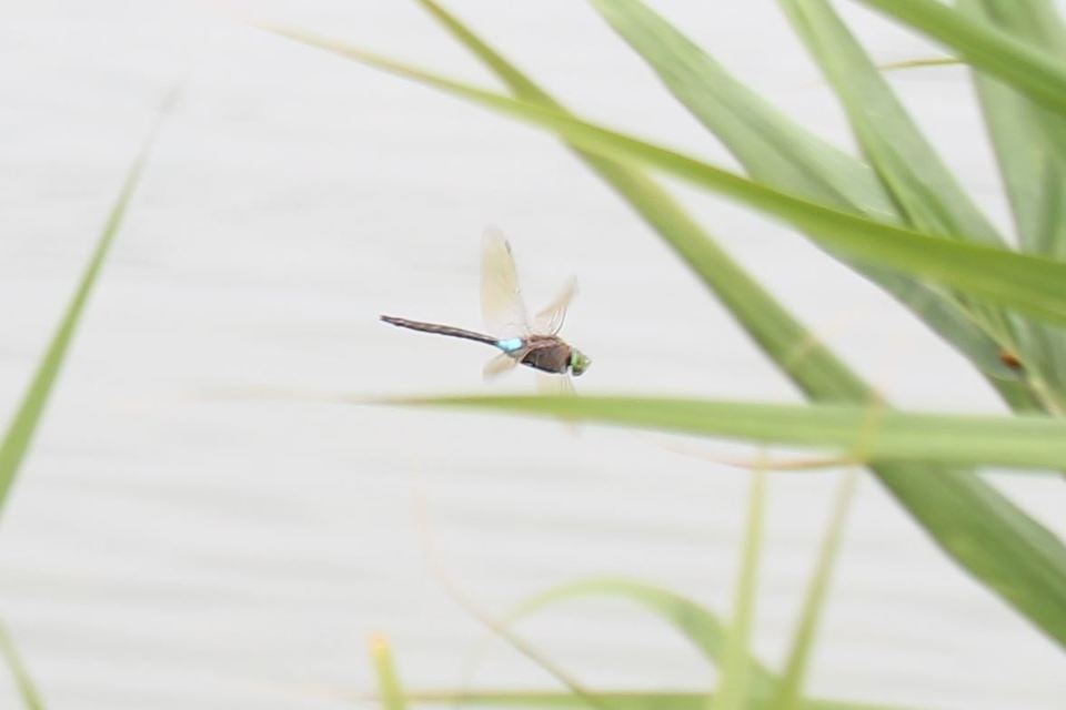 Anax parthenope - barna óriásacsa