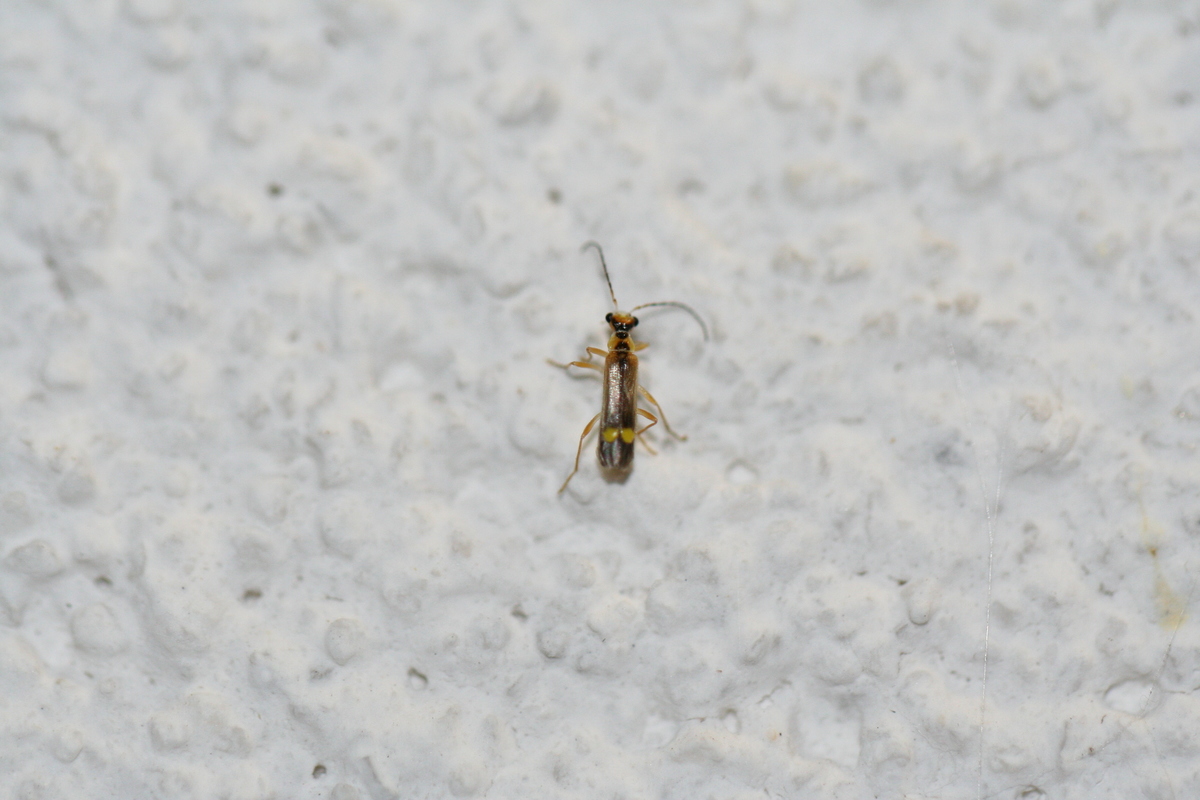 Malthinus seriepunctatus