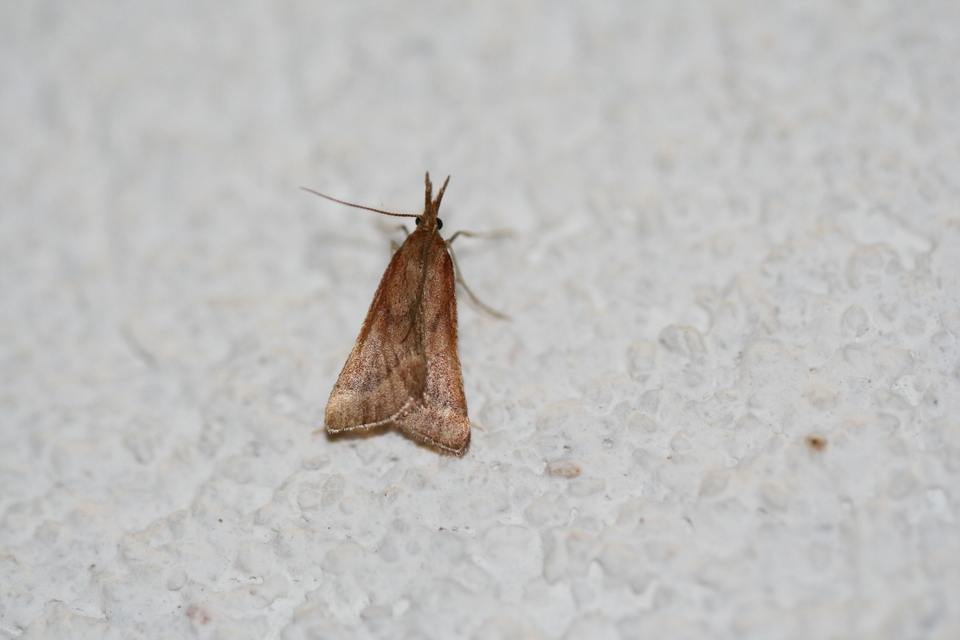 Synaphe punctalis - hosszúlábú fényilonca