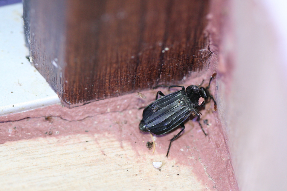 Necrodes littoralis - nagy dögbogár