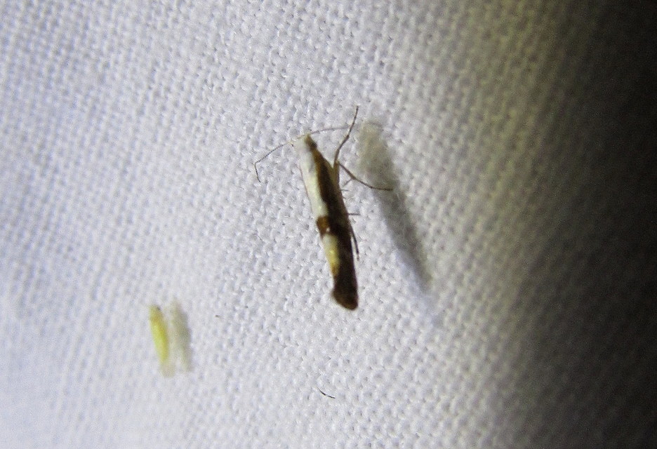 Argyresthia