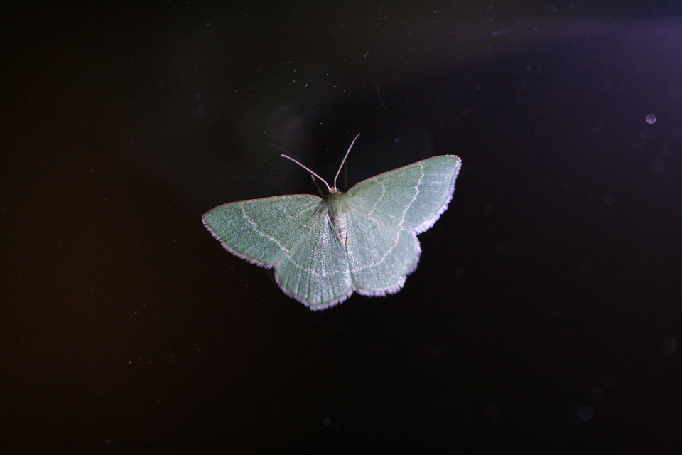 Chlorissa cloraria - sárgászöld araszoló