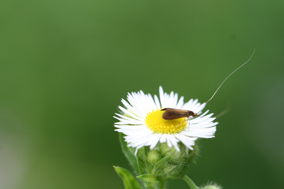 Nemophora metallica - fémszínű tőrösmoly