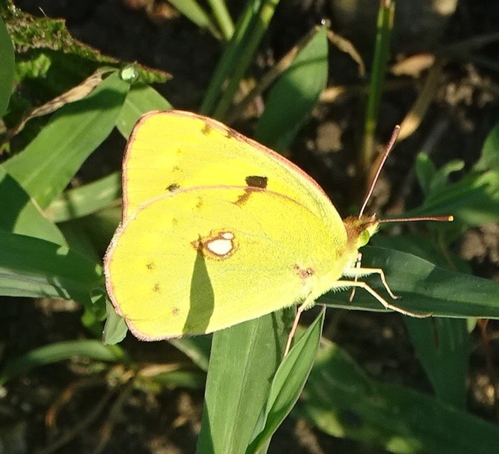 Colias erate - csángó-kéneslepke