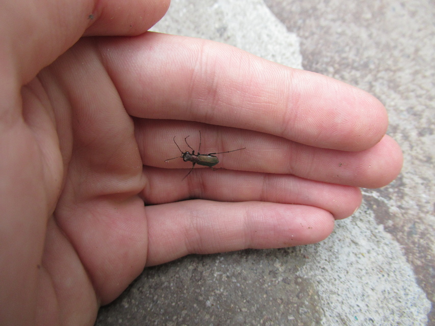Cylindera germanica - parlagi homokfutrinka