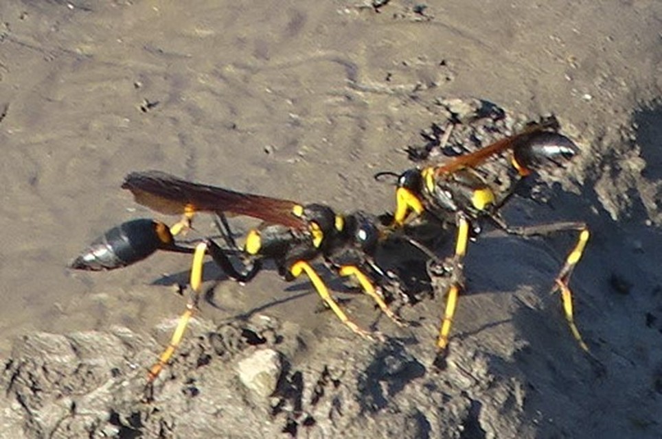 Sceliphron caementarium - feketenyelű lopódarázs