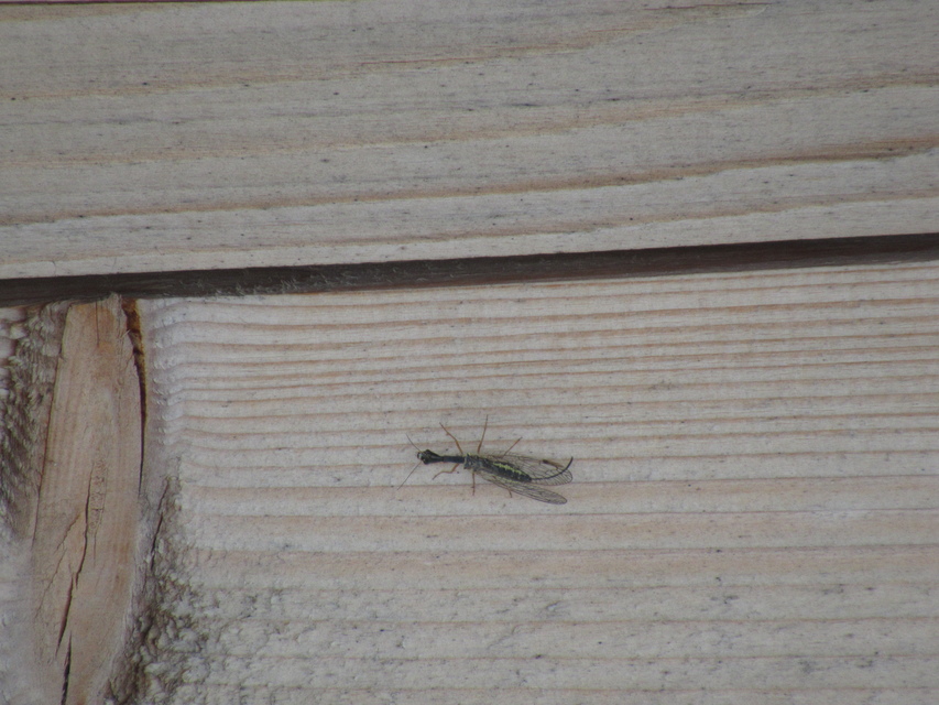 Raphidioptera - Tevenyakú-fátyolkák