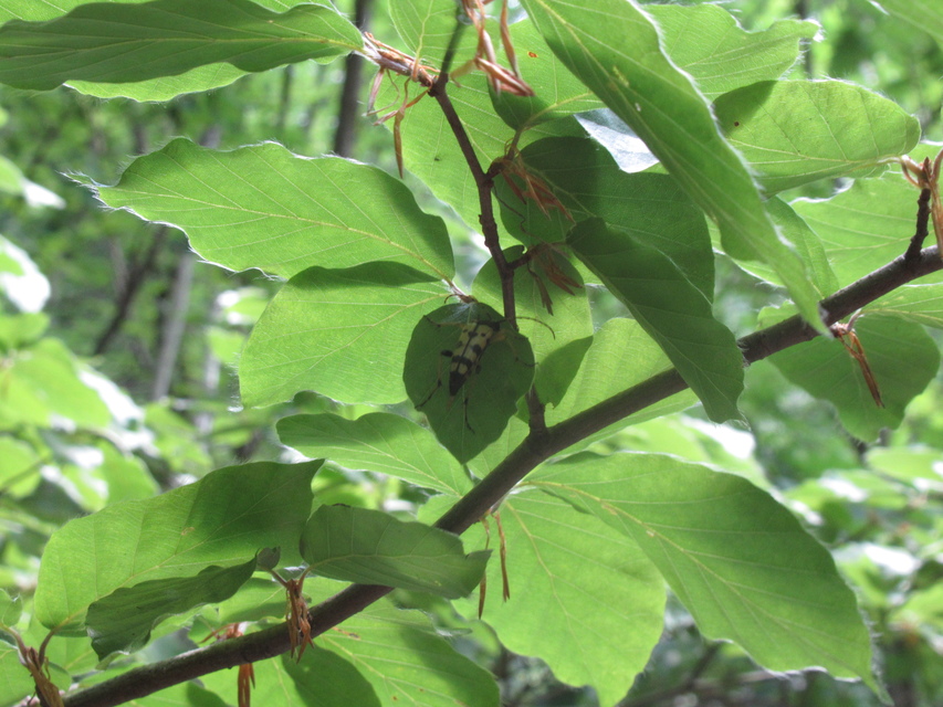 Rutpela maculata - tarkacsápú karcsúcincér