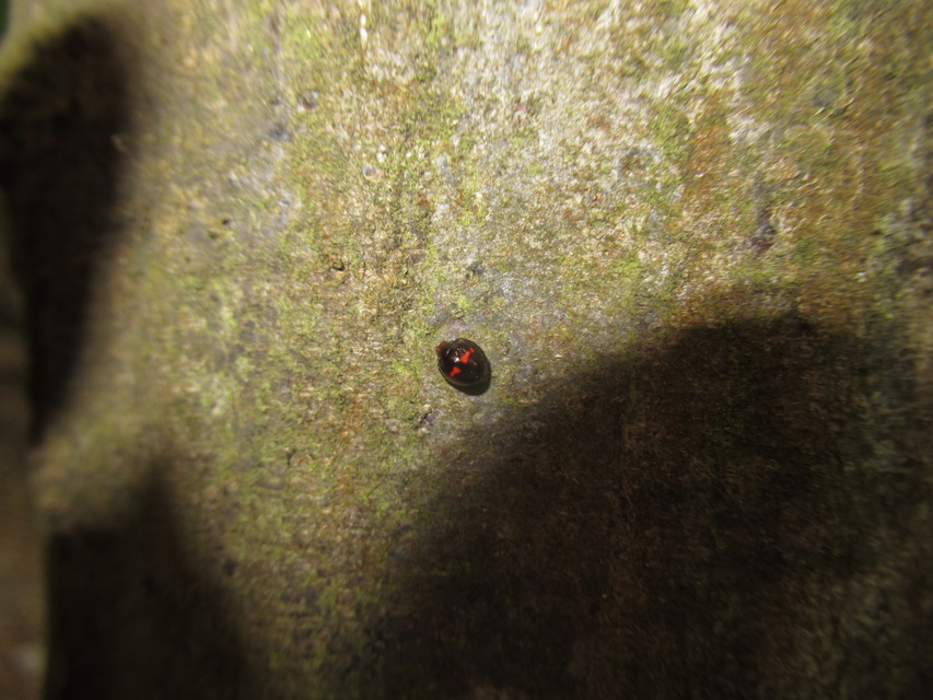 Chilocorus bipustulatus - szalagos szerecsenkata