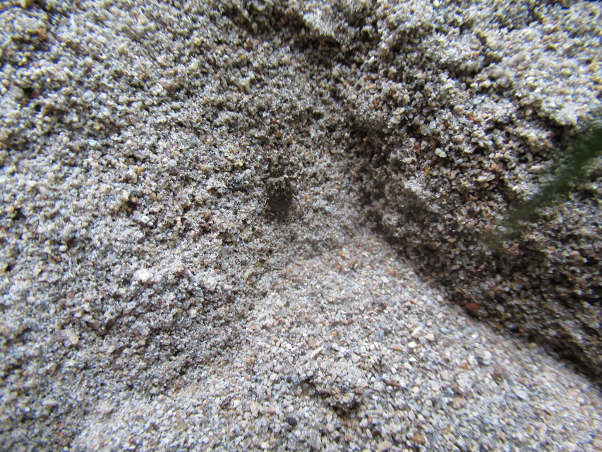 Elaphrus aureus - aranyos iszapfutó