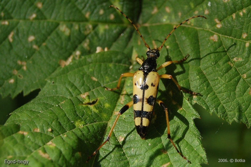 Rutpela maculata - tarkacsápú karcsúcincér