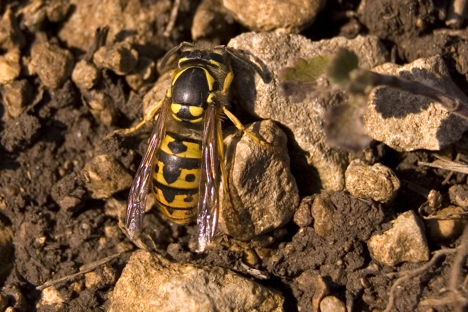 Vespula germanica - német darázs