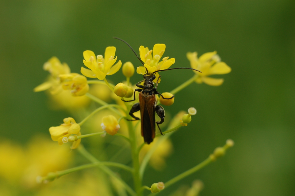 Oedemera femorata - sárgahátú álcincér