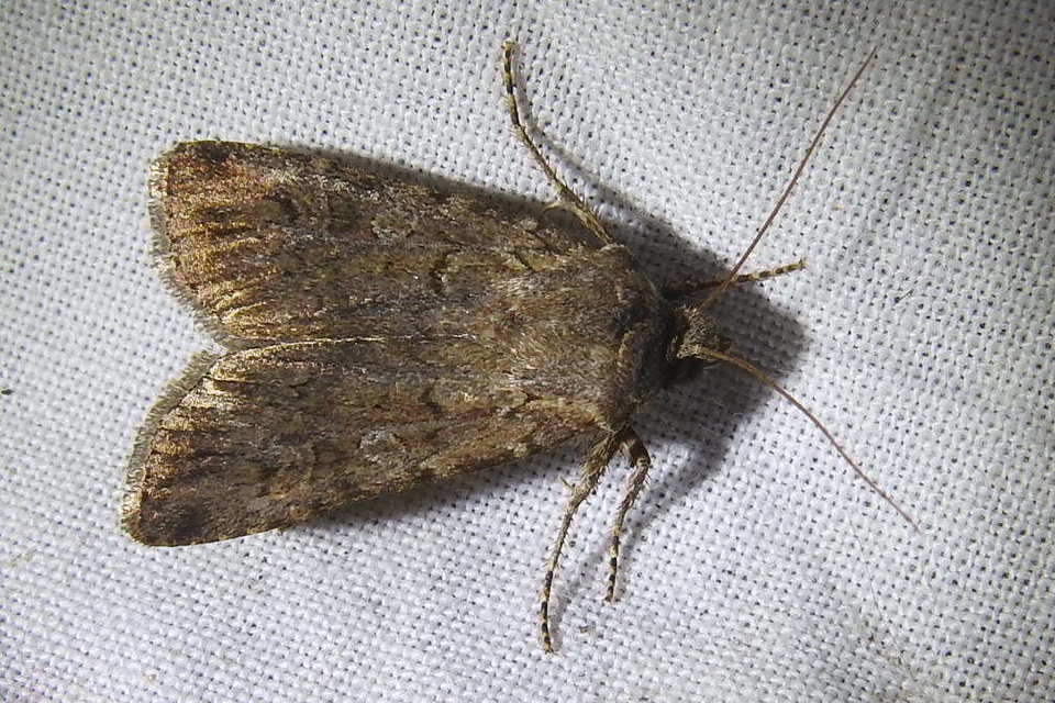 Euxoa tritici/nigrofusca/eruta