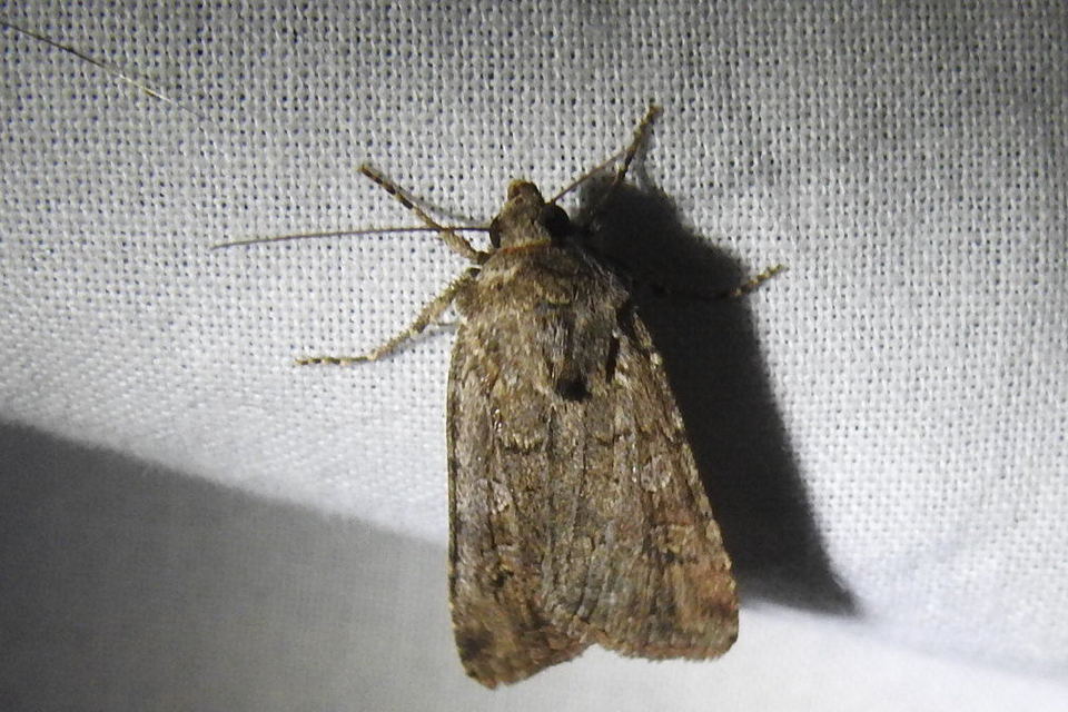 Euxoa tritici/nigrofusca/eruta