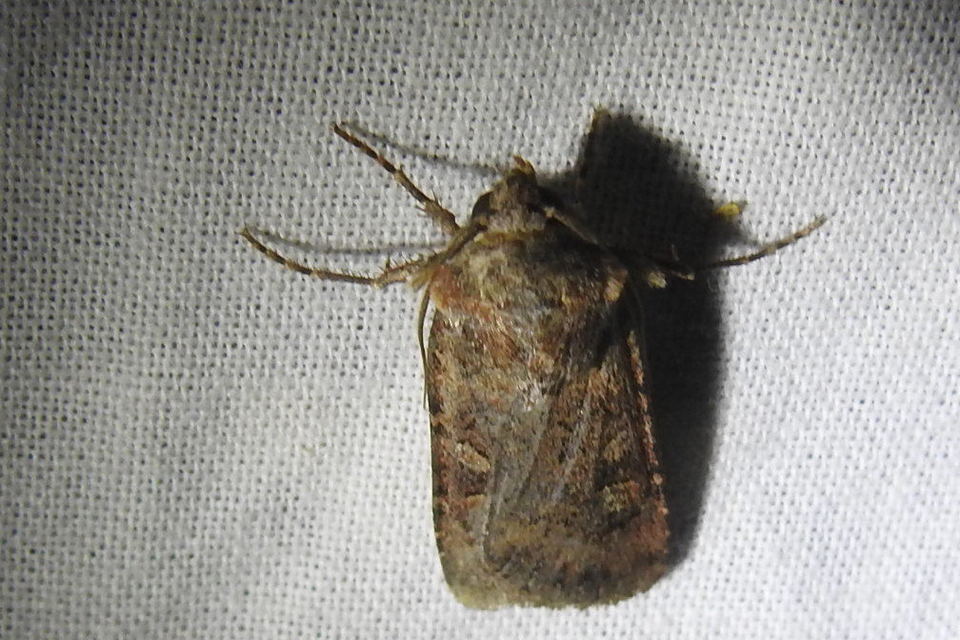 Euxoa tritici/nigrofusca/eruta