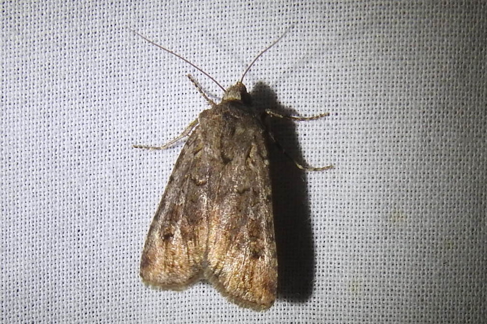Euxoa tritici/nigrofusca/eruta