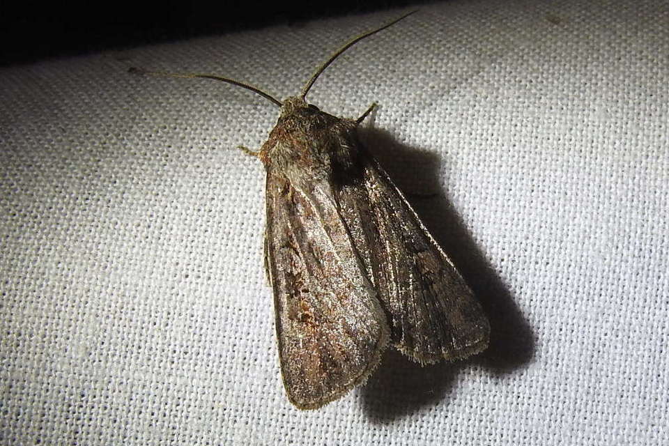 Euxoa tritici/nigrofusca/eruta