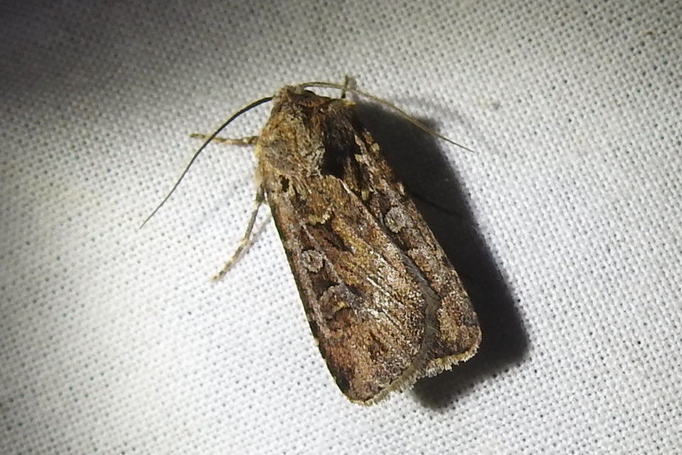Euxoa tritici/nigrofusca/eruta