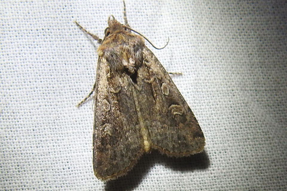 Euxoa tritici/nigrofusca/eruta