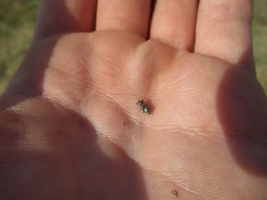 Cycloderes pilosulus - pikkelyeslábú ormányos
