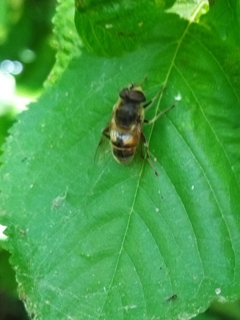 Eristalis tenax - közönséges herelégy