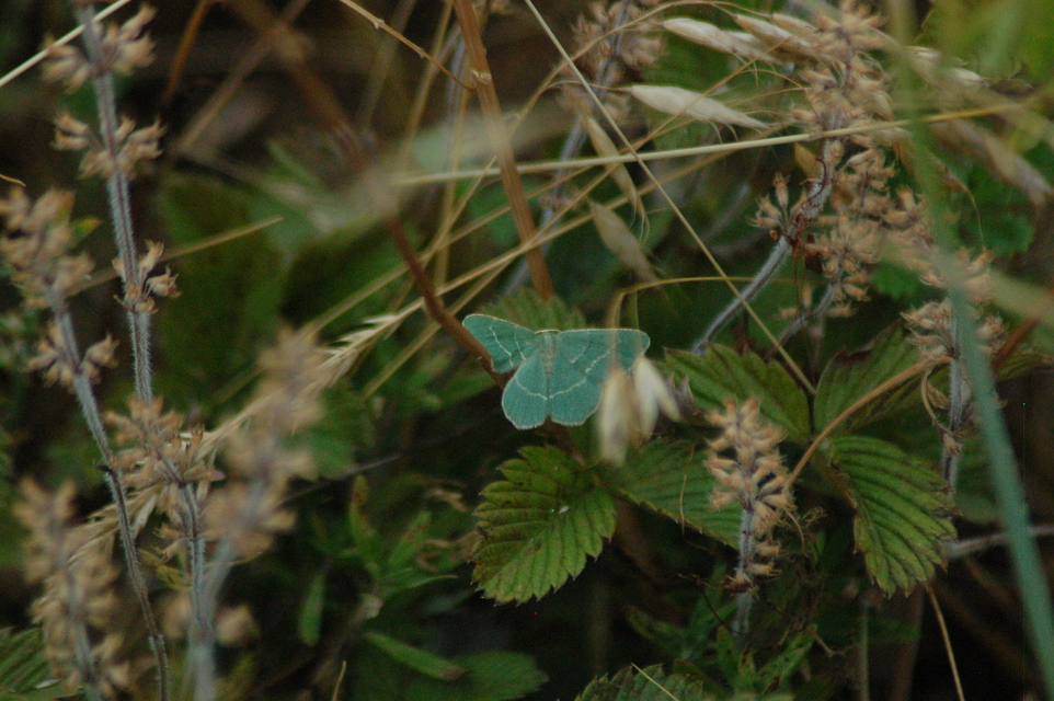 Chlorissa cloraria - sárgászöld araszoló