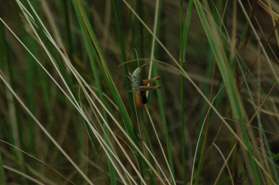 Stenobothrus lineatus - jajgató rétisáska