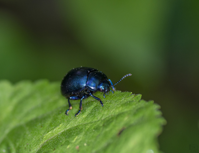 Chrysolina varians - kis orbáncfűlevelész