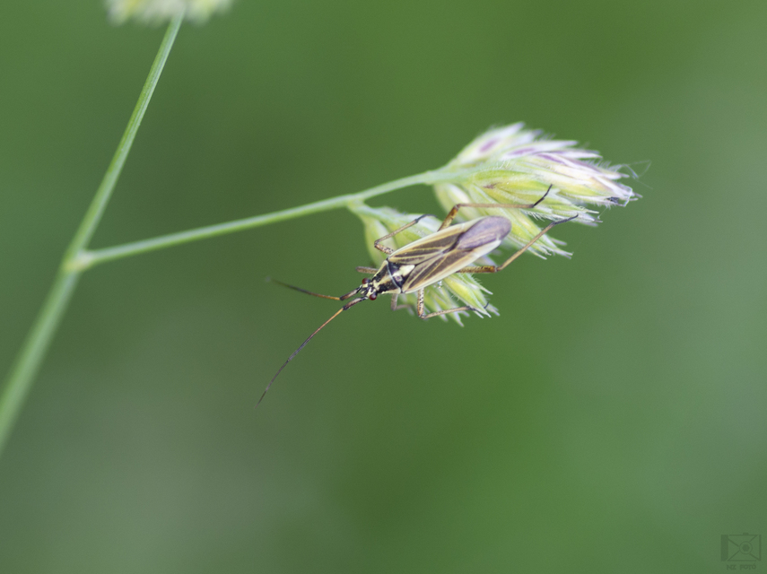 Leptopterna dolabrata - közönséges mezeipoloska
