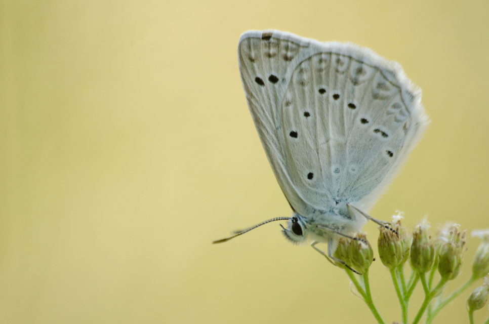 Polyommatus daphnis - csipkés boglárka