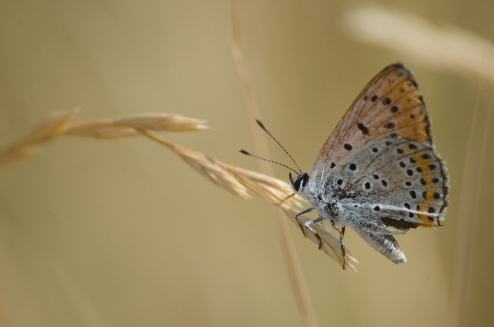Lycaena thersamon - kis tűzlepke