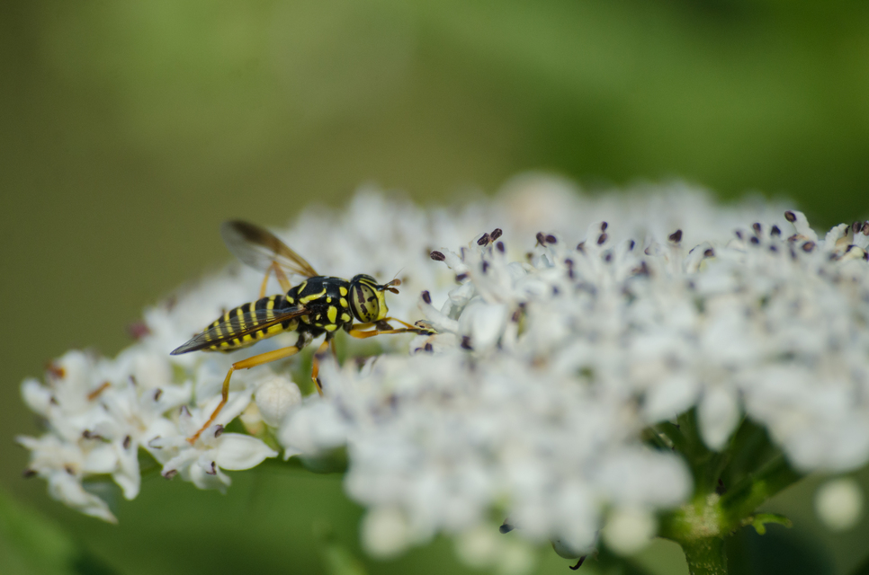 Spilomyia