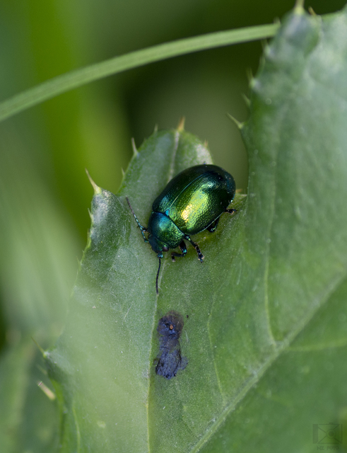 Chrysolina herbacea - zöld mentalevelész