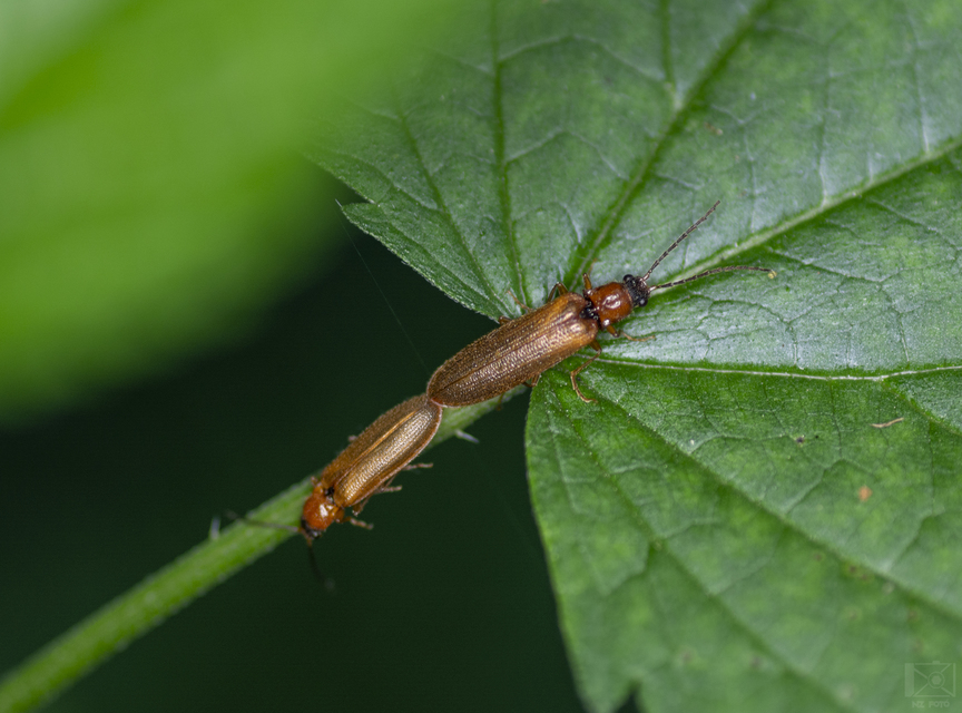 Denticollis linearis - dülledtszemű pattanó