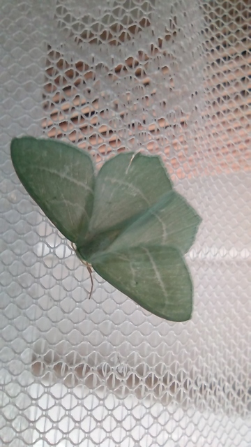 Hemistola chrysoprasaria - kékes zöldaraszoló