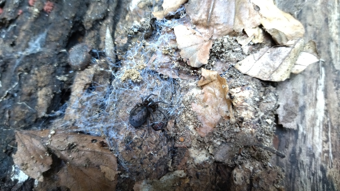 Amaurobius