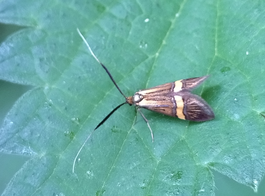 Nemophora degeerella - pompás tőrösmoly